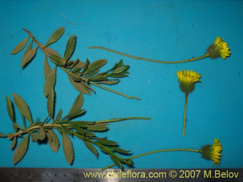 Bild von Haplopappus velutinus?? (). Klicken Sie, um den Ausschnitt zu vergrössern.