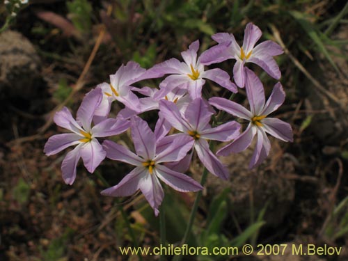 Image of Leucocoryne ixioides (). Click to enlarge parts of image.