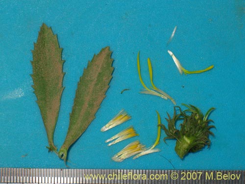 Imágen de Haplopappus velutinus?? (). Haga un clic para aumentar parte de imágen.