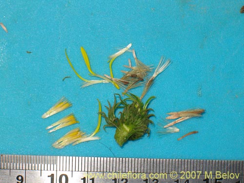 Imágen de Haplopappus velutinus?? (). Haga un clic para aumentar parte de imágen.