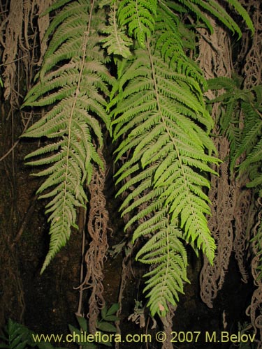 식물종은 불명 (Fern) sp. #3194의 사진