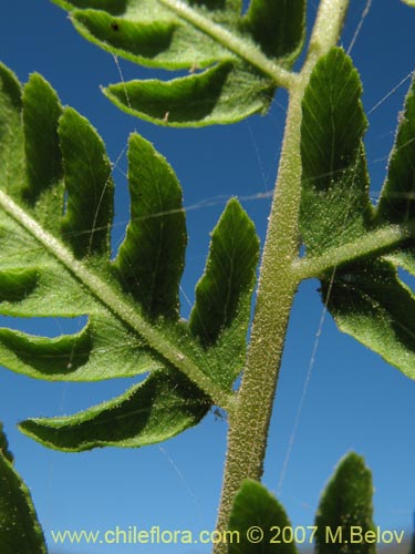 식물종은 불명 (Fern) sp. #3194의 사진