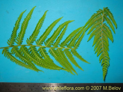 식물종은 불명 (Fern) sp. #3194의 사진