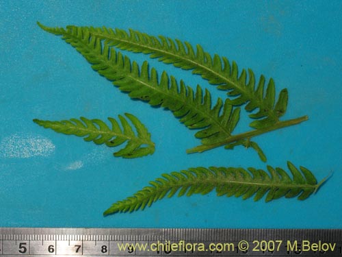 식물종은 불명 (Fern) sp. #3194의 사진