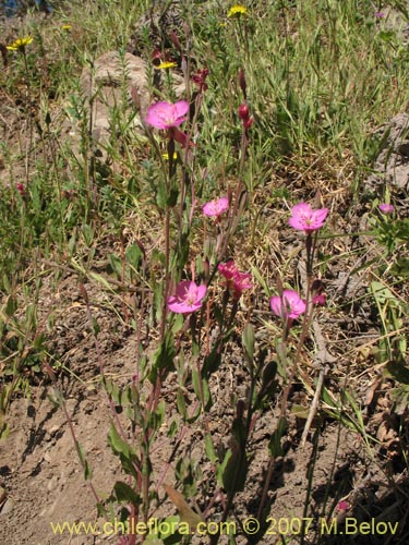 Image of Oenothera rosea (Enotera rosada). Click to enlarge parts of image.