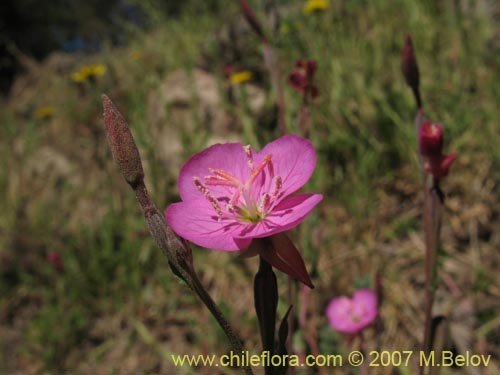 Image of Oenothera rosea (Enotera rosada). Click to enlarge parts of image.