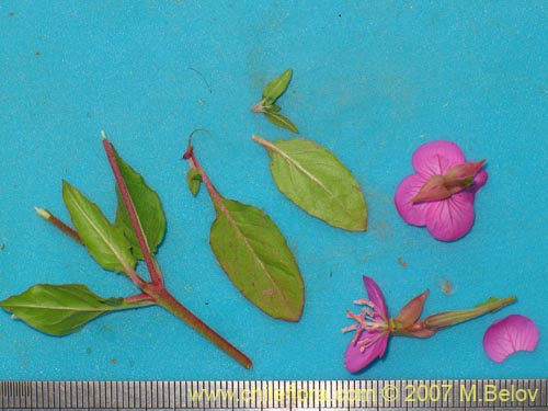 Image of Oenothera rosea (Enotera rosada). Click to enlarge parts of image.