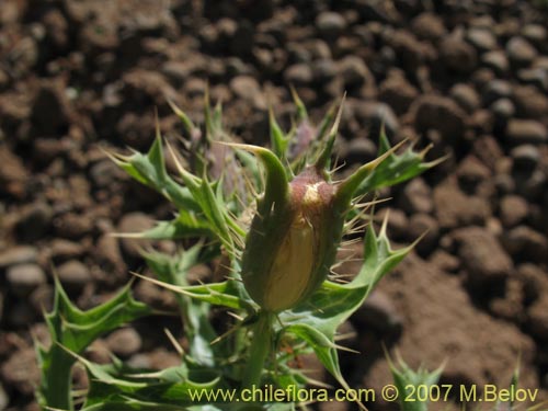 Argemone subfusiformis的照片