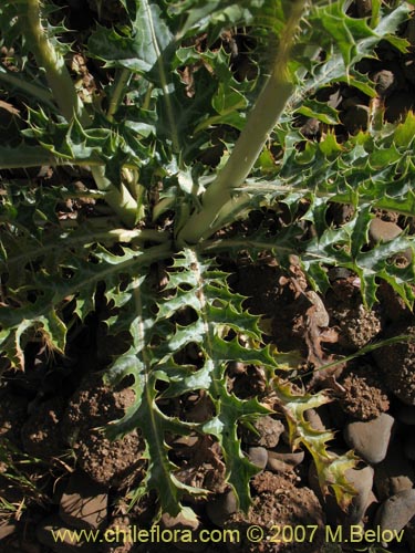 Argemone subfusiformis的照片