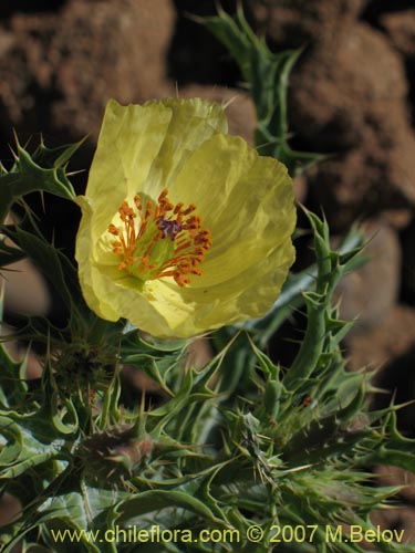Argemone subfusiformis的照片