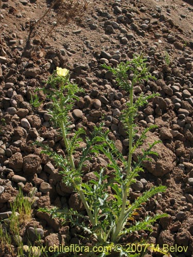 Argemone subfusiformis的照片