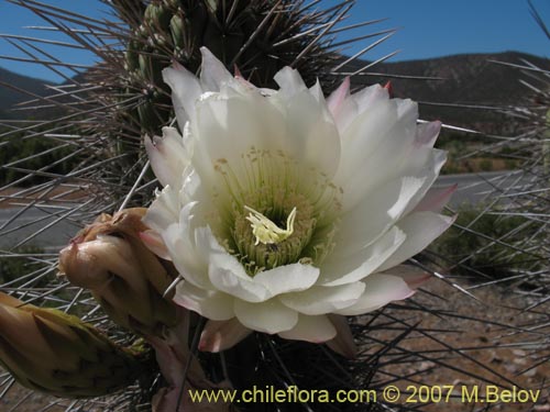 Eulychnia acidaの写真