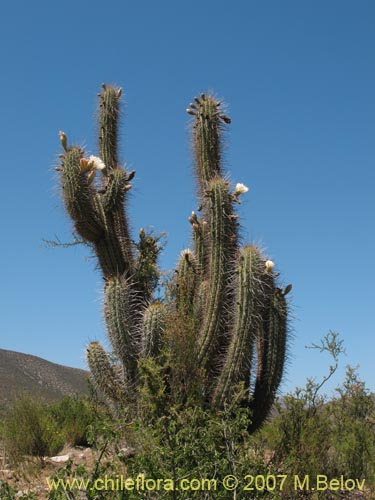 Eulychnia acidaの写真