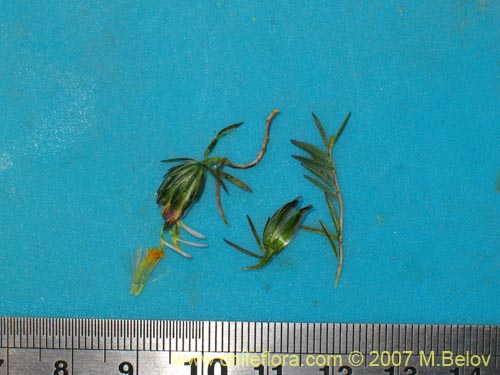 Bild von Chaetanthera linearis var. albiflora (). Klicken Sie, um den Ausschnitt zu vergrössern.