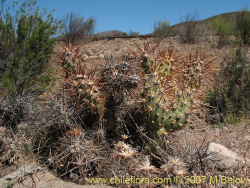 Cumulopuntia sphaericaの写真