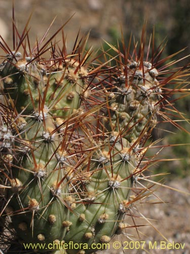 Cumulopuntia sphaericaの写真