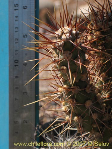 Cumulopuntia sphaericaの写真