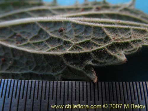 Imágen de Calceolaria purpurea (). Haga un clic para aumentar parte de imágen.