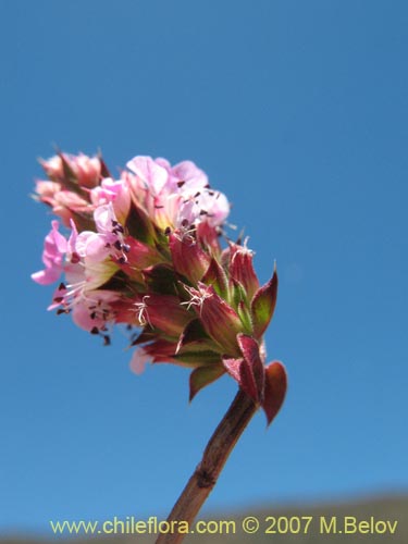 Pleurophora sp. #1317の写真