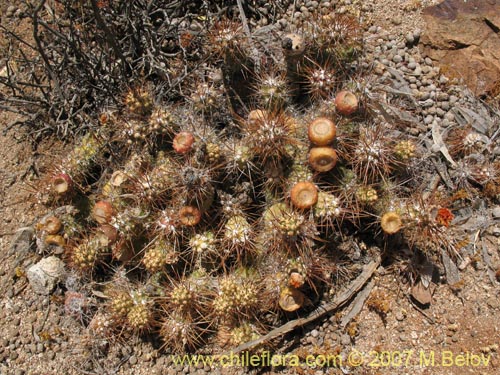 Cumulopuntia sphaericaの写真