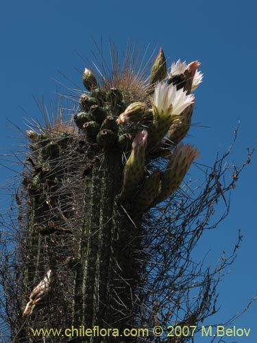 Eulychnia acidaの写真