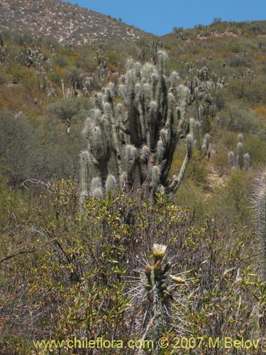 Eulychnia acidaの写真