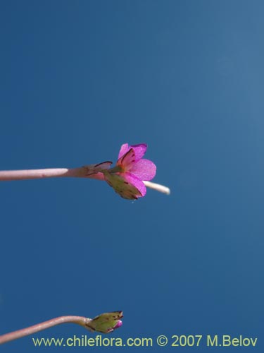 Image of Montiopsis sp. #1403 (). Click to enlarge parts of image.