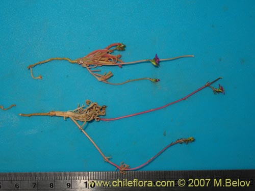 Image of Montiopsis sp. #1403 (). Click to enlarge parts of image.