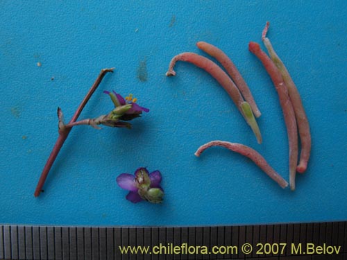 Image of Montiopsis sp. #1403 (). Click to enlarge parts of image.