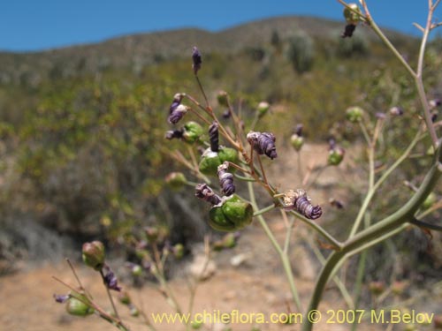 Image of Pasithea coerulea (Azulillo). Click to enlarge parts of image.