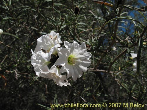 Imágen de Cordia decandra (Carboncillo / Carbón). Haga un clic para aumentar parte de imágen.