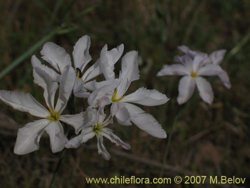 Image of Leucocoryne ixioides (). Click to enlarge parts of image.