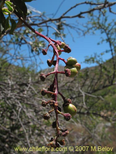 Bild von Anisomeria littoralis (Pircún). Klicken Sie, um den Ausschnitt zu vergrössern.