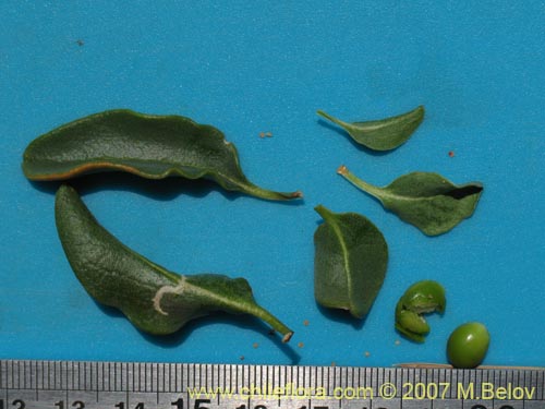 Bild von Anisomeria littoralis (Pircún). Klicken Sie, um den Ausschnitt zu vergrössern.