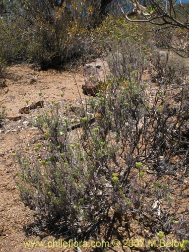 Lastarriaea chilensisの写真