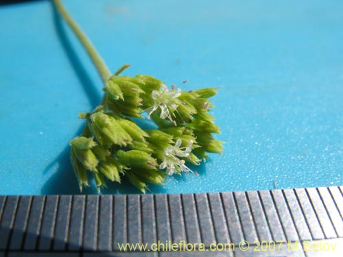 Lastarriaea chilensisの写真