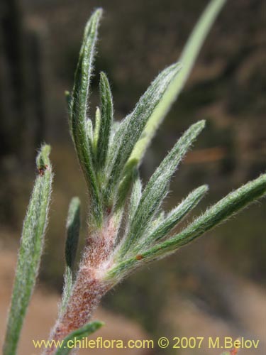 Lastarriaea chilensisの写真