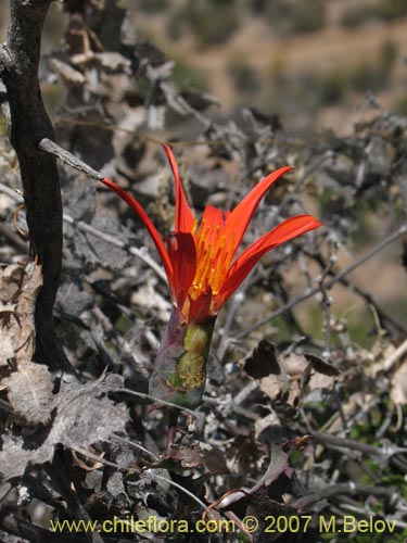 Image of Mutisia cana (Clavel del Campo). Click to enlarge parts of image.