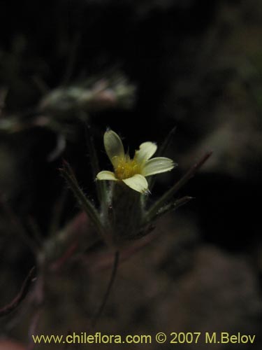 Bild von Chaetanthera moenchioides (). Klicken Sie, um den Ausschnitt zu vergrössern.