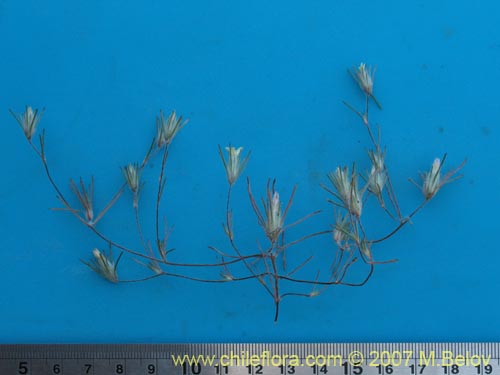 Bild von Chaetanthera moenchioides (). Klicken Sie, um den Ausschnitt zu vergrössern.