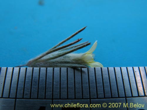 Bild von Chaetanthera moenchioides (). Klicken Sie, um den Ausschnitt zu vergrössern.