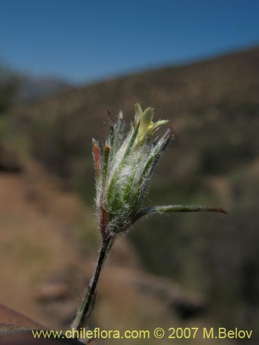 Bild von Chaetanthera moenchioides (). Klicken Sie, um den Ausschnitt zu vergrössern.