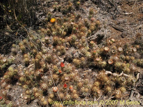 Cumulopuntia sphaericaの写真