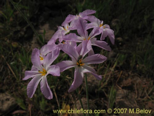 Image of Leucocoryne ixioides (). Click to enlarge parts of image.