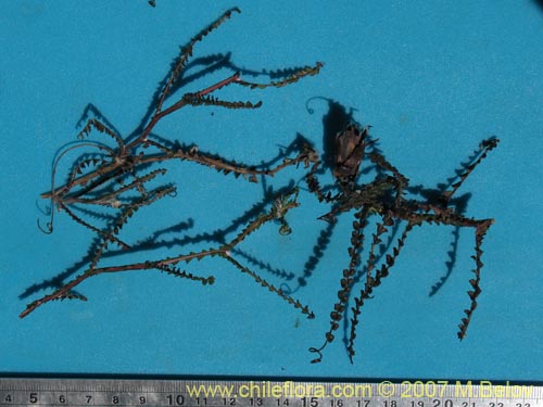 Image of Mutisia spectabilis (). Click to enlarge parts of image.