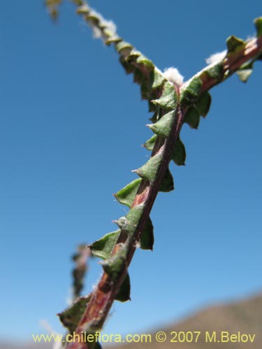 Image of Mutisia spectabilis (). Click to enlarge parts of image.