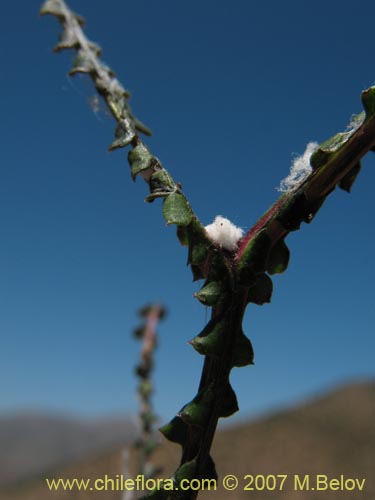 Image of Mutisia spectabilis (). Click to enlarge parts of image.