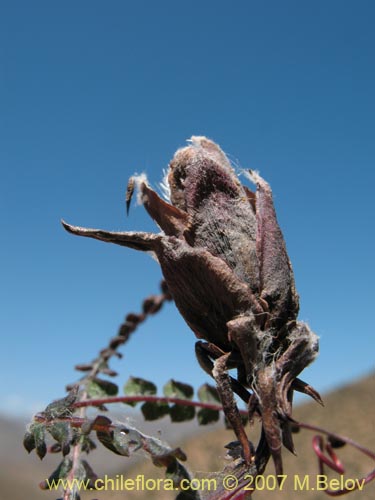 Image of Mutisia spectabilis (). Click to enlarge parts of image.