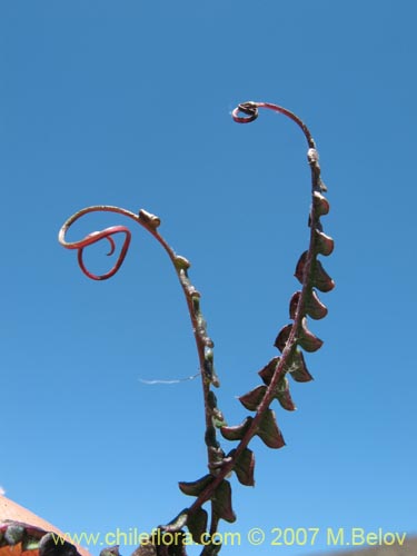 Image of Mutisia spectabilis (). Click to enlarge parts of image.