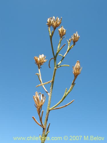 Image of Gutierrezia resinosa (Pichanilla). Click to enlarge parts of image.